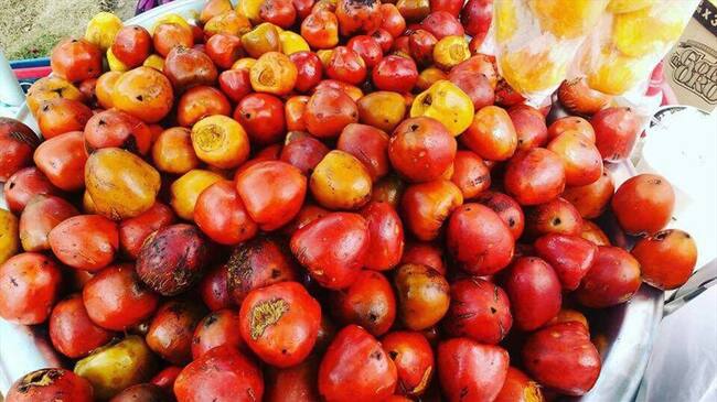 Plaga de picudo pone en riesgo al chontaduro vallecaucano. Foto: La W/ Erika Alexandra Rebolledo.