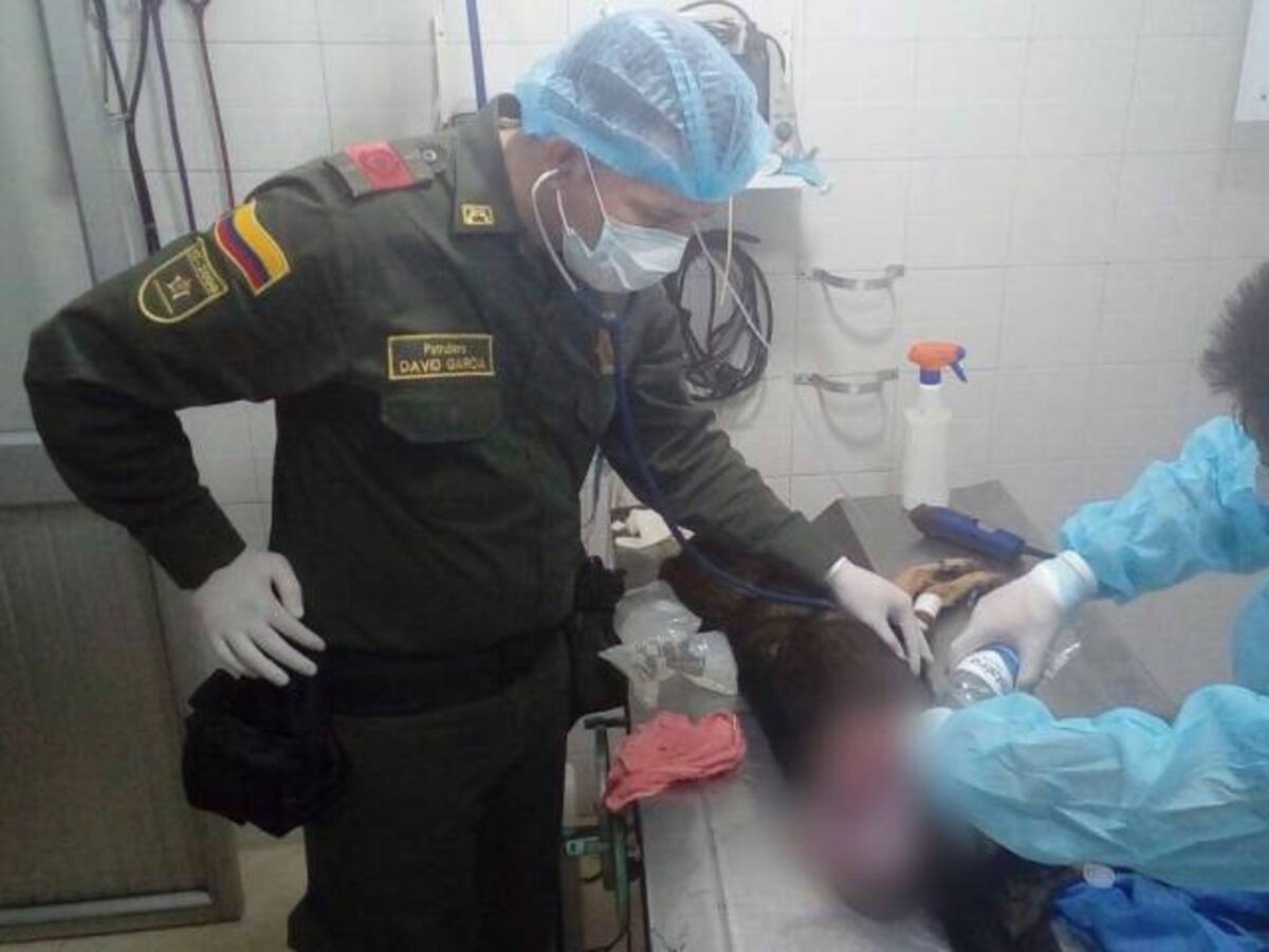 A cuchillo atacan a perro