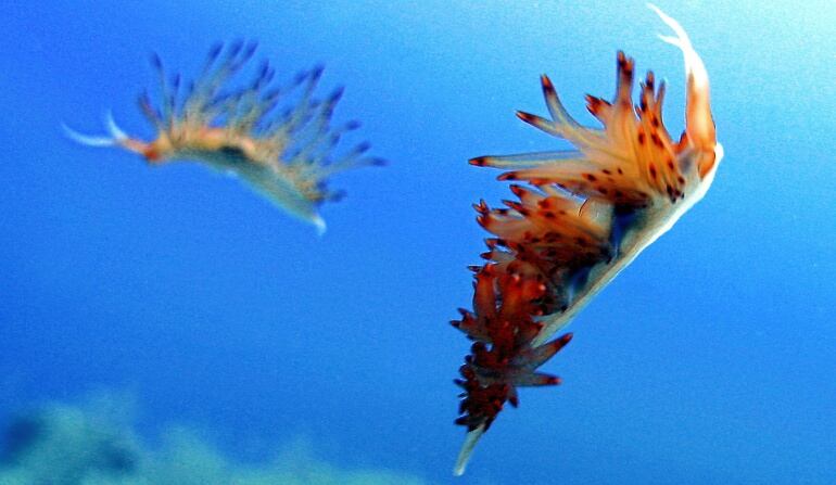 Moluscos son  especies de caracoles de mar, babosas de mar, mejillones y vieiras.