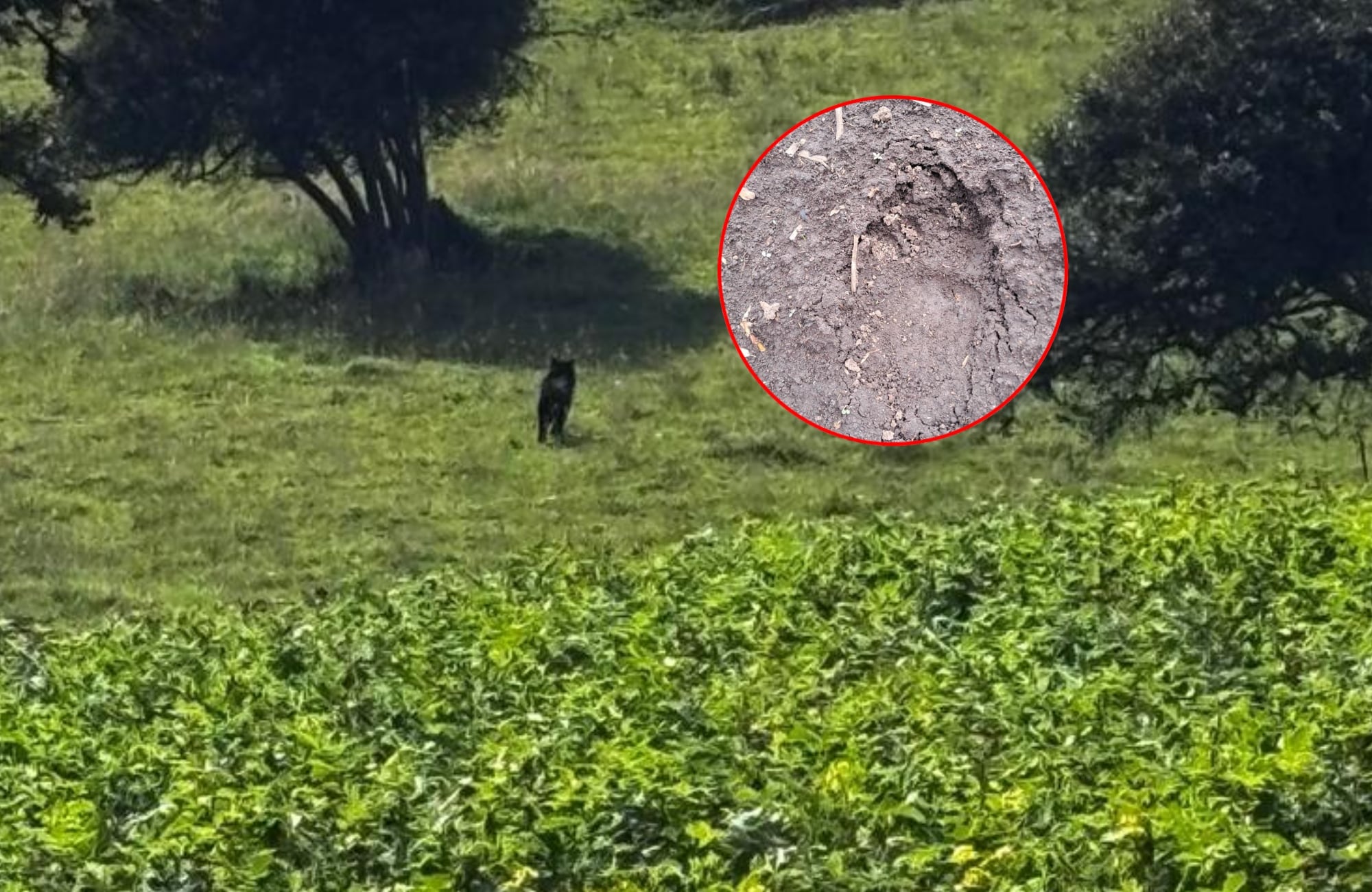 Apareció un oso andino en La Calera, Cundinamarca: el animal estaría desorientado.