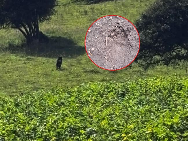 Apareció un oso andino en La Calera, Cundinamarca: el animal estaría desorientado.