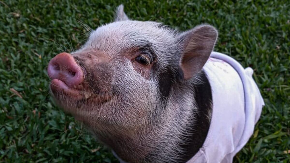 Roma, la cerdita que fue adoptada para hacerla asado / Foto: @the.minipig_roma