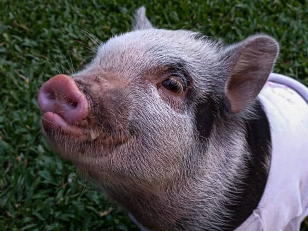 Pareja dio en adopción a su cerdita mascota y el nuevo dueño se la comió en un asado