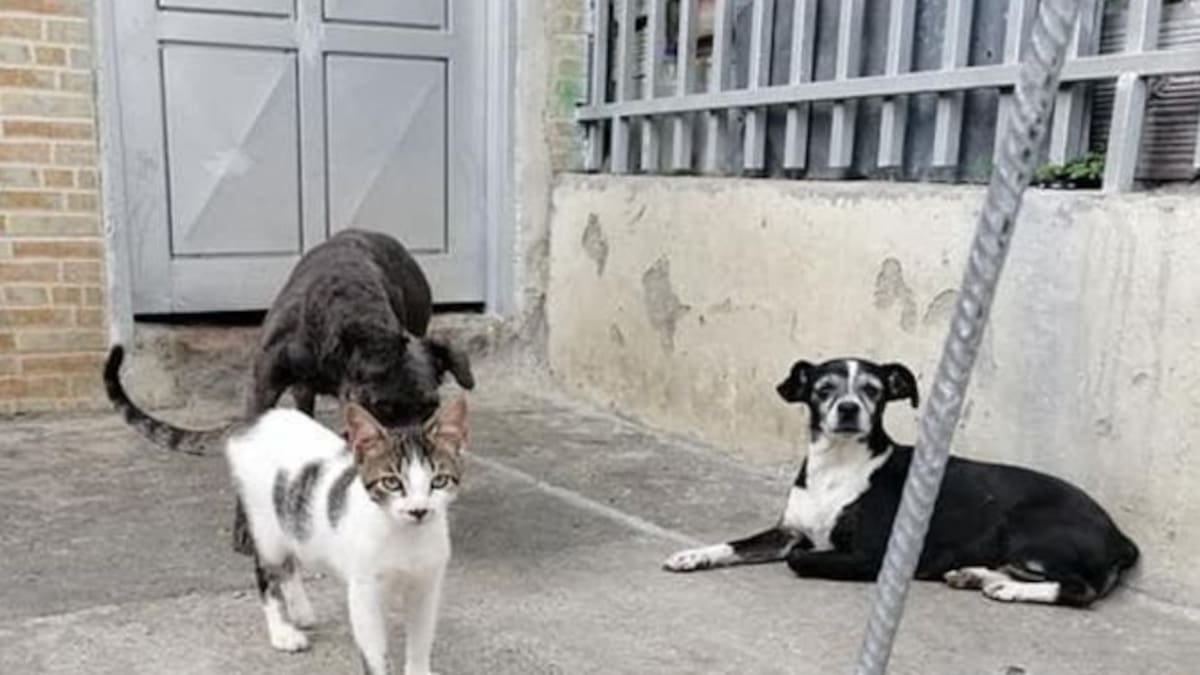 Preocupación en El Zulia, Norte de Santander, por sobrepoblación de gatos y perros