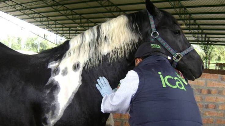 Declaran cuarentena todos los predios de producción equina en Quindío por influenza