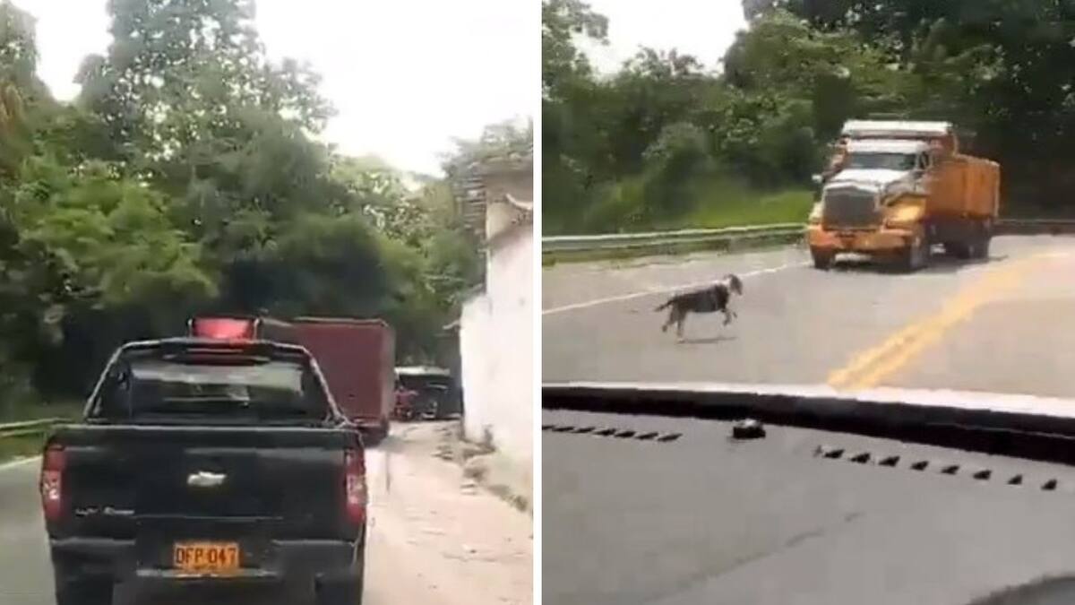 Video de perro abandonado en una carretera de Santander causa indignación