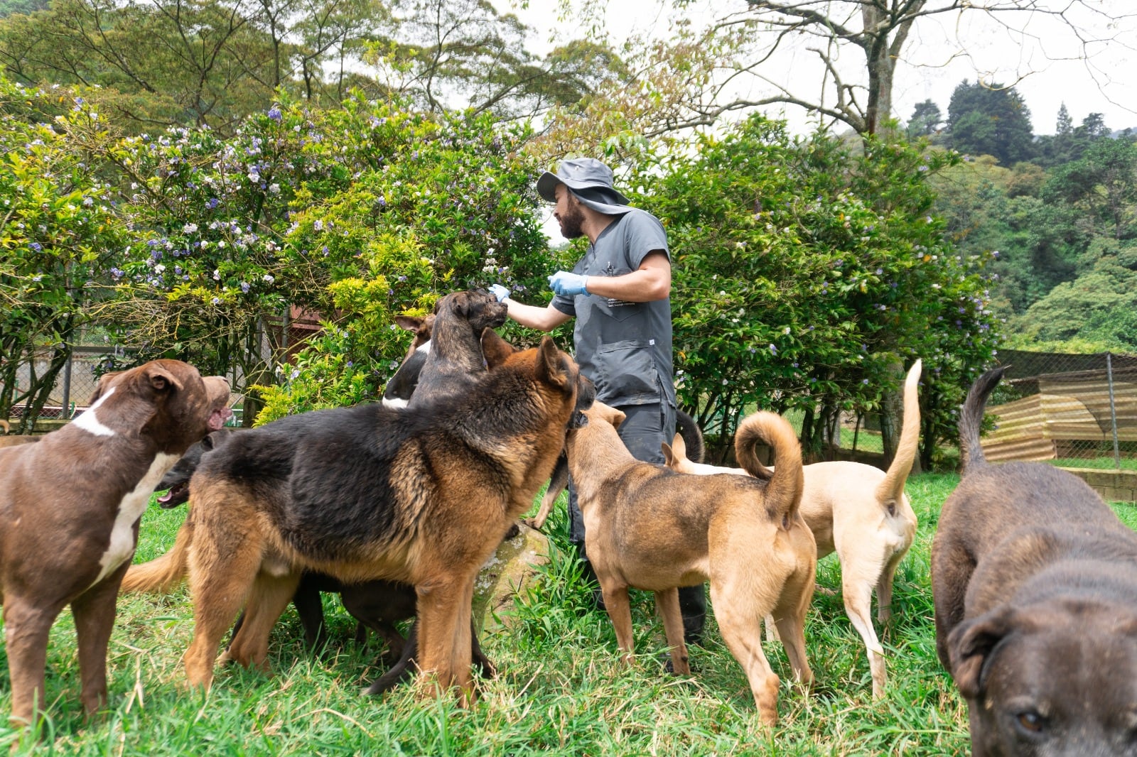 Centro de Bienestar Animal La Perla en Medellín. Cortesía: Alcaldía de Medellín.