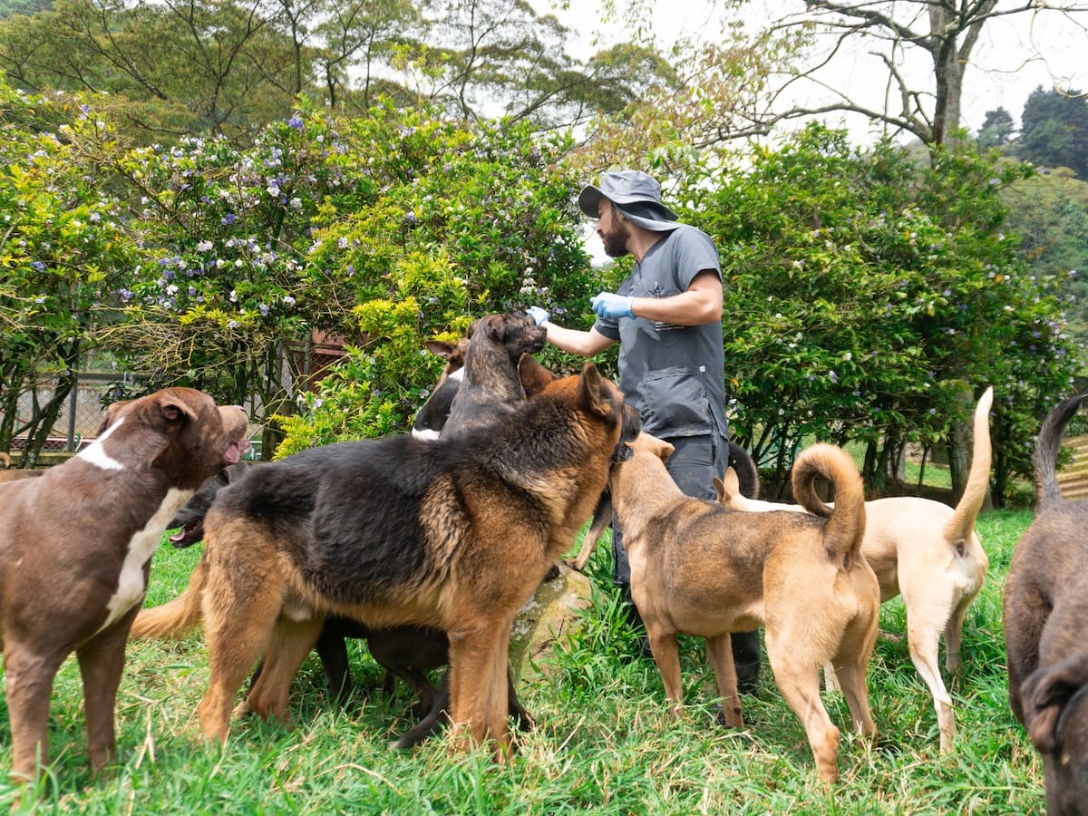 Este domingo se vivirá la última “adoptatón” de perros y gatos de este año en Medellín