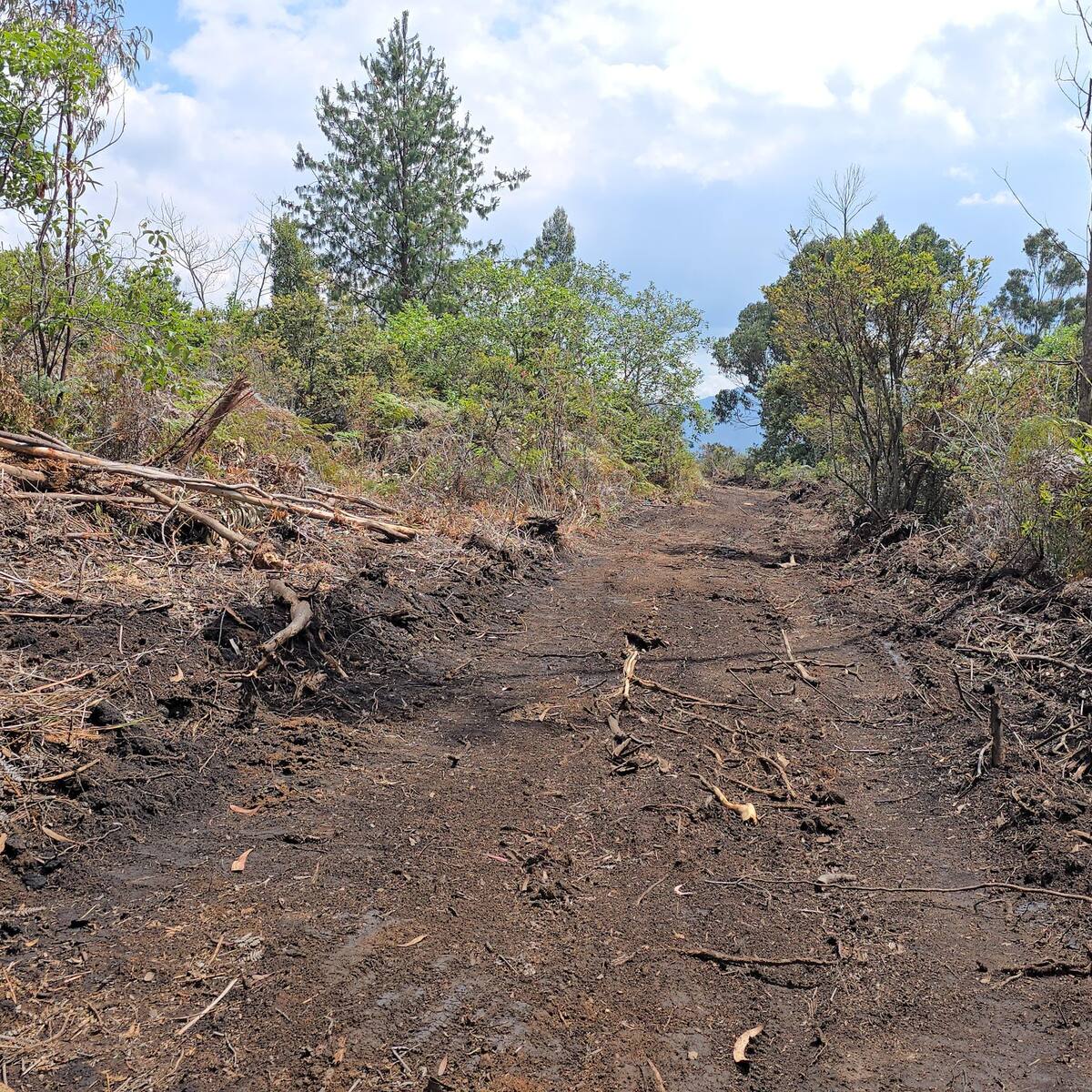 Frenan construcción de vía ilegal en Ráquira: hubo tala masiva de árboles
