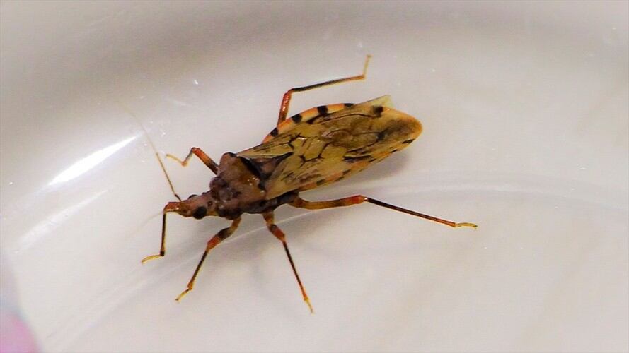 Autoridades de salud de Cartagena descartan presencia del insecto transmisor de chagas. Foto: Colprensa