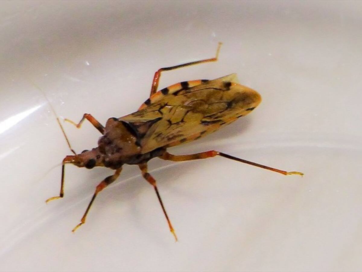 Autoridades de salud de Cartagena descartan presencia del insecto transmisor de chagas