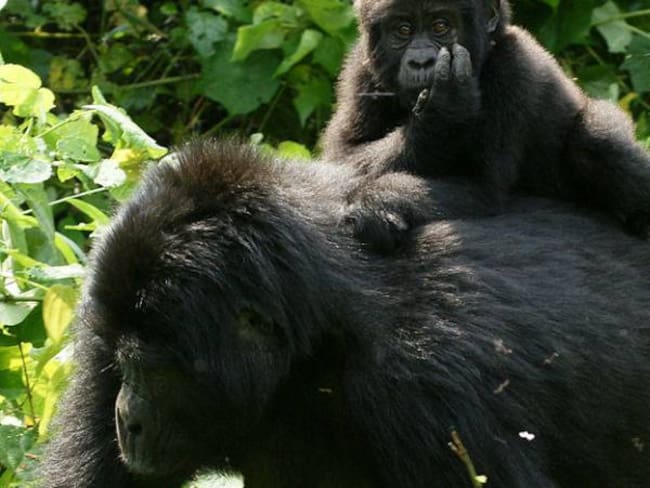 Piden proteger al gorila oriental del Congo, en peligro crítico de extinción