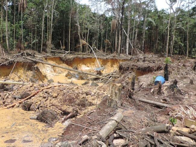 Dejusticia llama a atacar a la deforestación “desde la raíz”