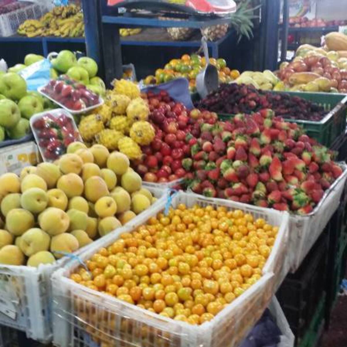 En Boyacá se cultiva el 60 % de la producción nacional de la uchuva