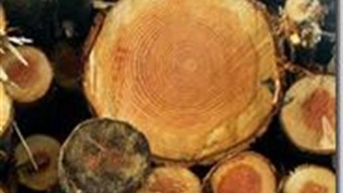 Madera, locomotora para el desarrollo de Colombia
