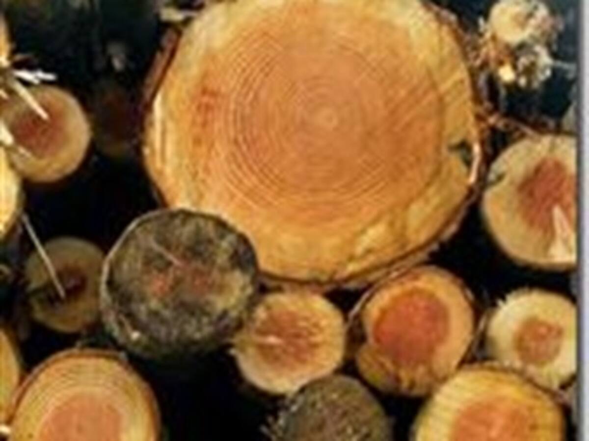 Madera, locomotora para el desarrollo de Colombia
