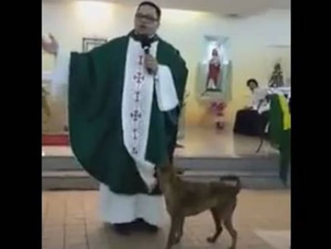 [En video] Perro juega con vestimenta de un sacerdote y se vuelve viral