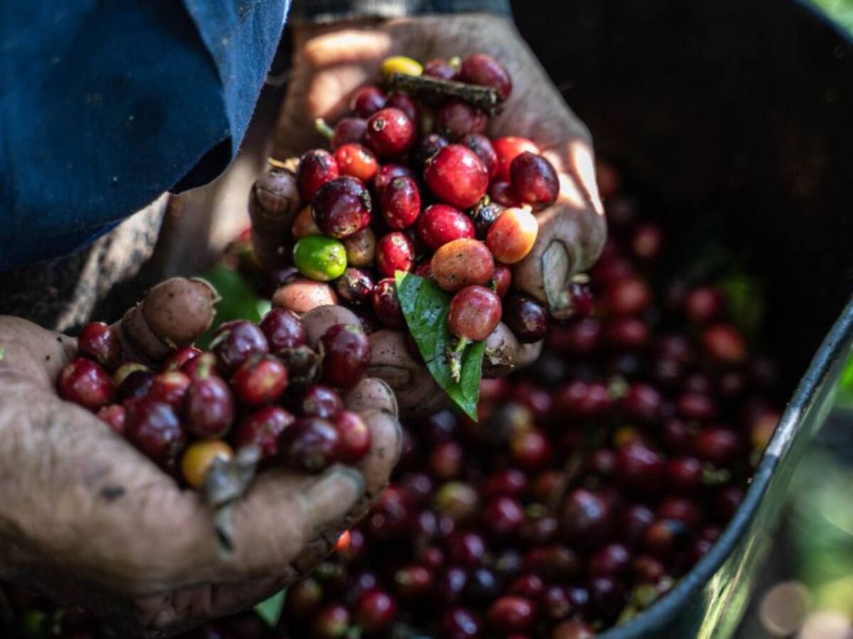 Reforma Tributaria: los puntos en desacuerdo del gremio cafetero