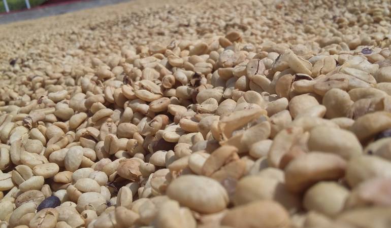 Se requiere que los cafeteros fertilicen para que mitiguen la situación.