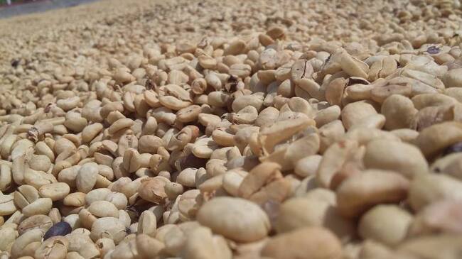 Se requiere que los cafeteros fertilicen para que mitiguen la situación.