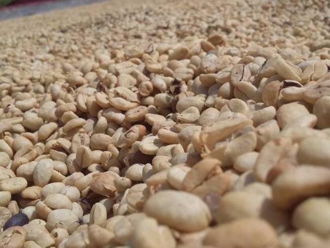 Se requiere que los cafeteros fertilicen para que mitiguen la situación.