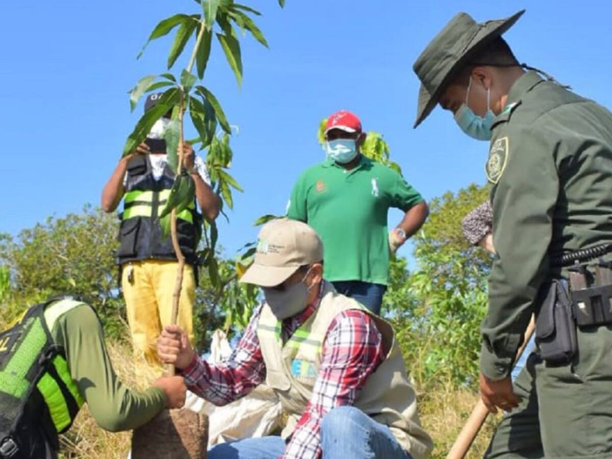 En Cartagena siembran 800 árboles en el cerro de La Popa