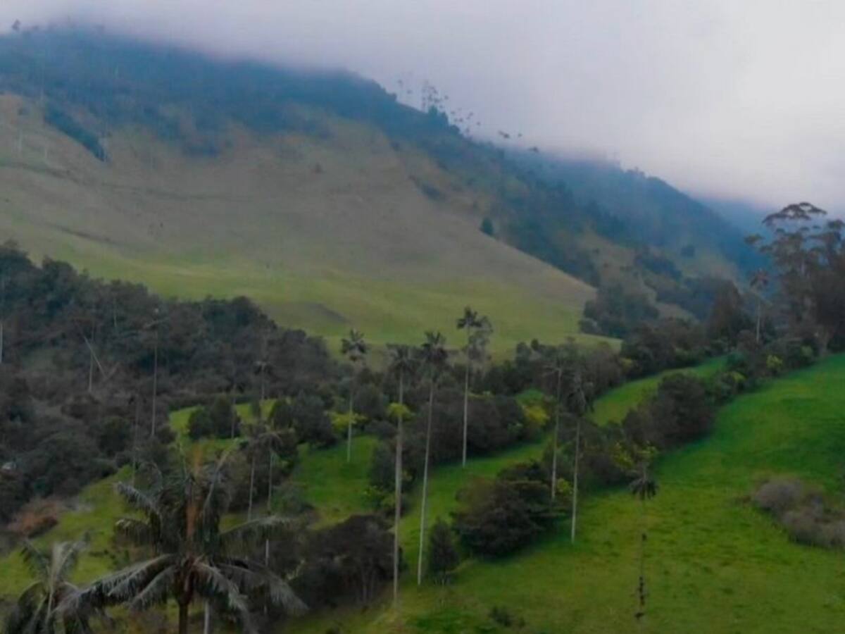 El patacón, insignia del municipio de Salento en Quindío