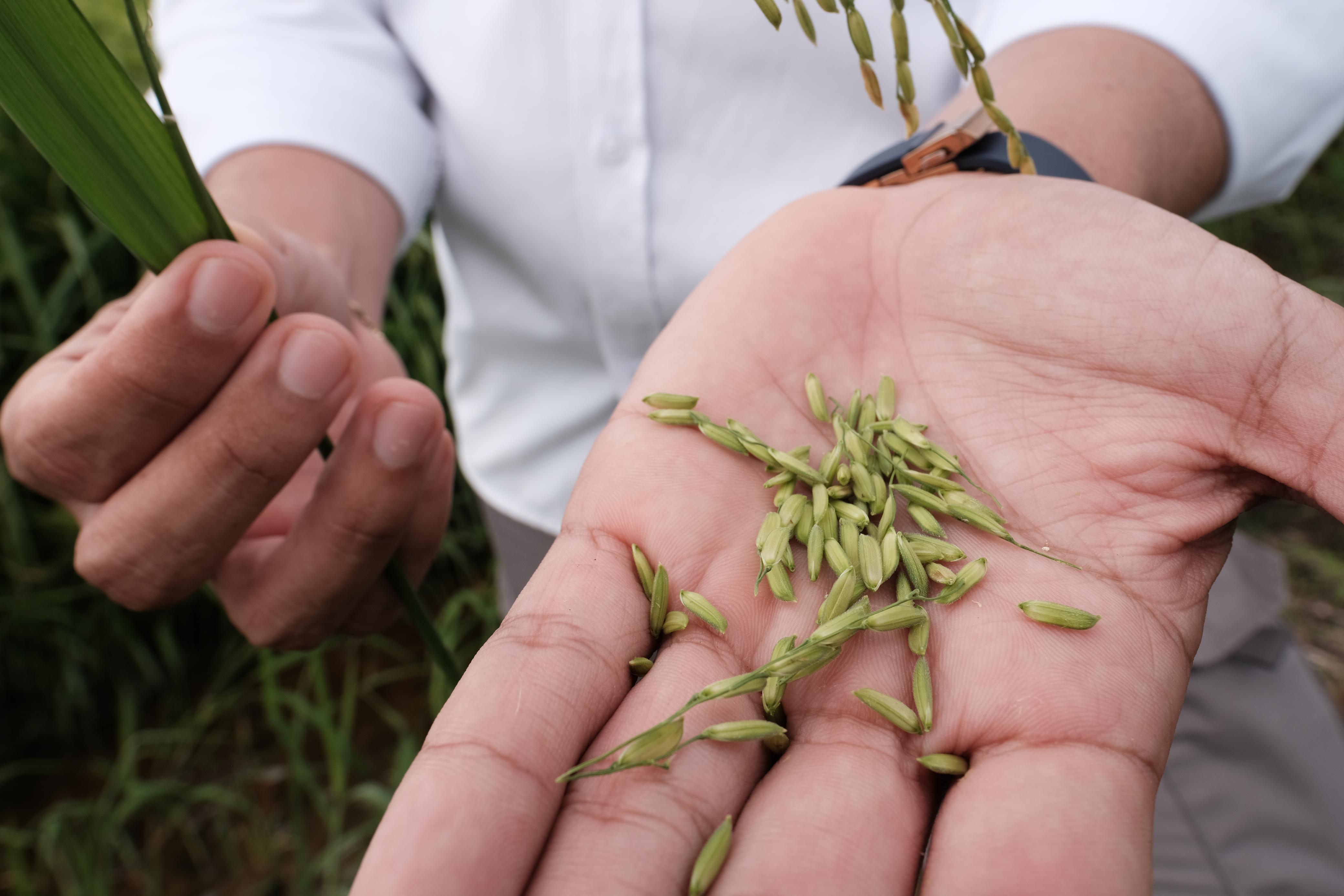 En medio de la crisis de arroz, Agrozapatero, el nuevo cereal impulsado en Cartagena