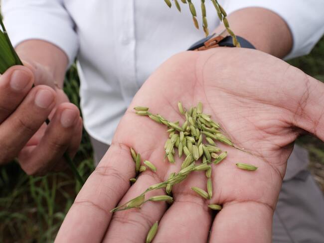 En medio de la crisis de arroz, Agrozapatero, el nuevo cereal impulsado en Cartagena