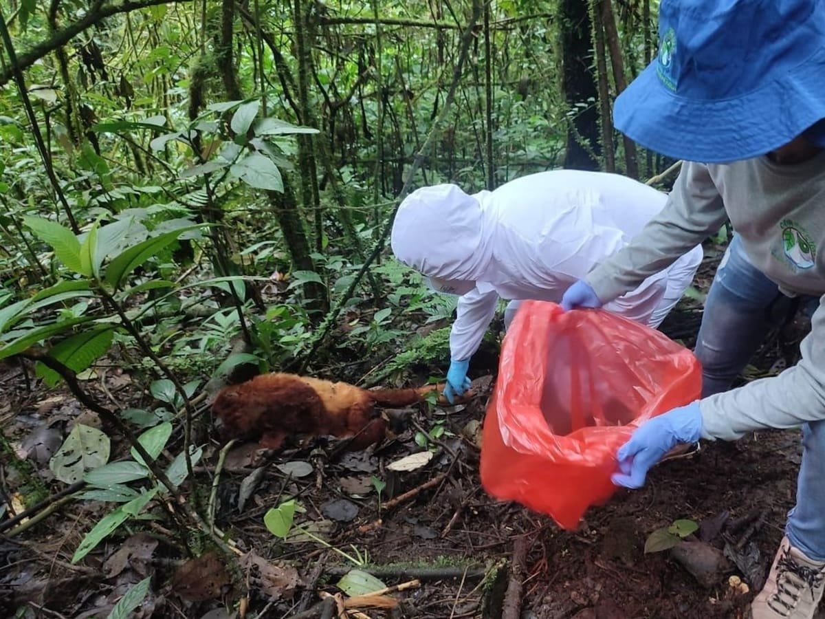 Brote de fiebre amarilla disparó contagios en humanos y muertes de monos en Chaparral, Tolima