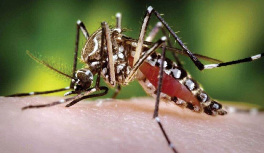 Mosquito Aedes Agypti