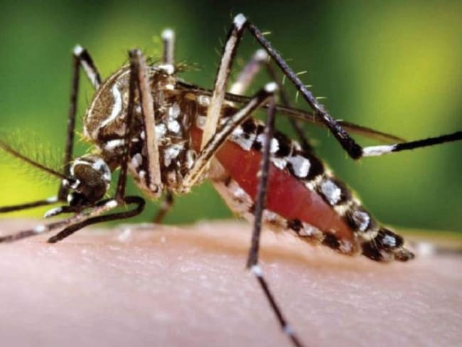 Mosquito Aedes Agypti
