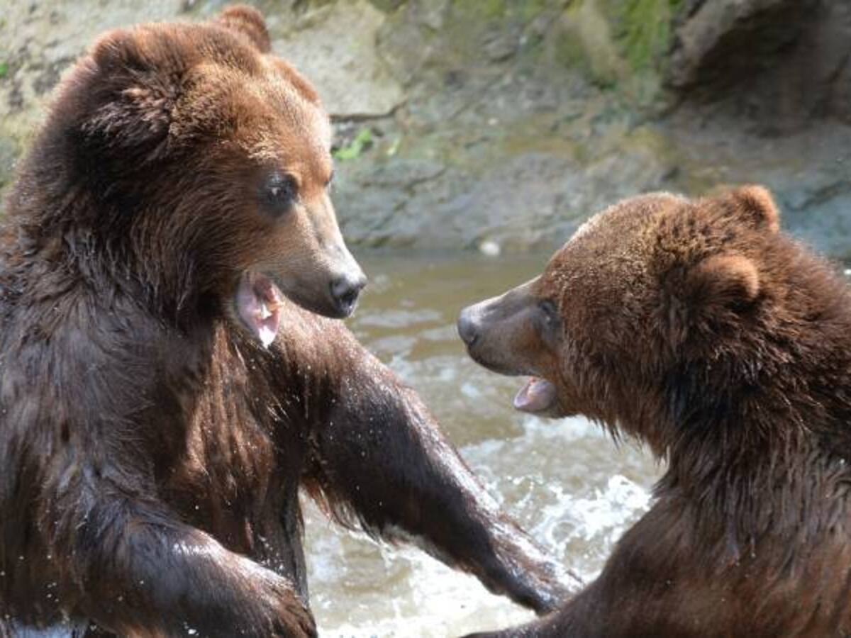 Cazadores podrían atraer osos con tocineta y donas según propuesta de Trump