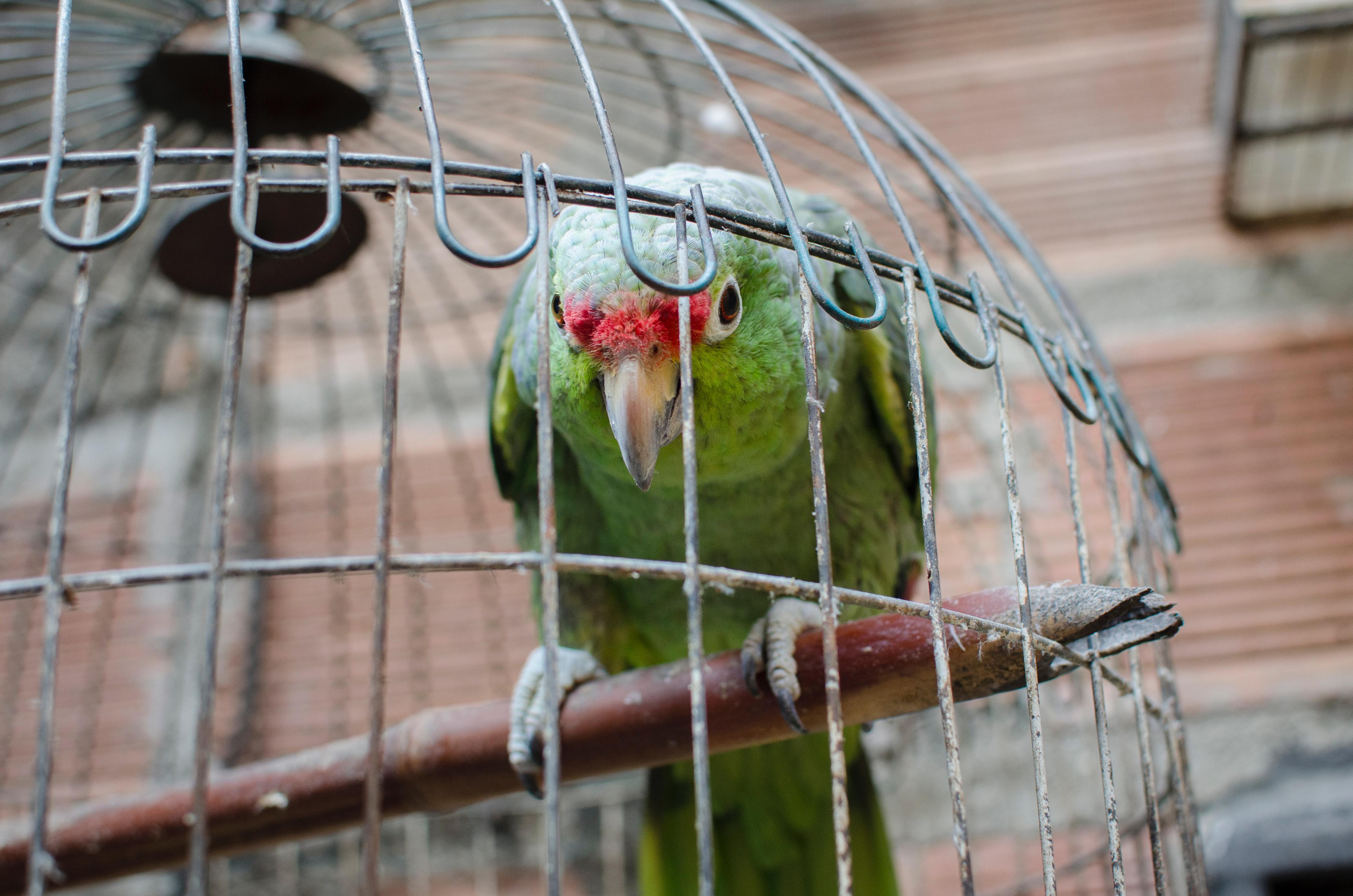 Fueron rescatadas 14 aves que estaban en cautiverio. Foto: Área Metropolitana del Valle de Aburrá