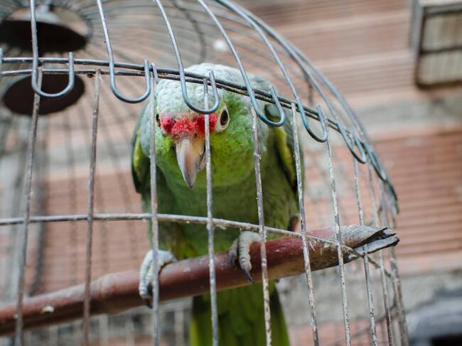 Fueron rescatadas 14 aves que estaban en cautiverio. Foto: Área Metropolitana del Valle de Aburrá