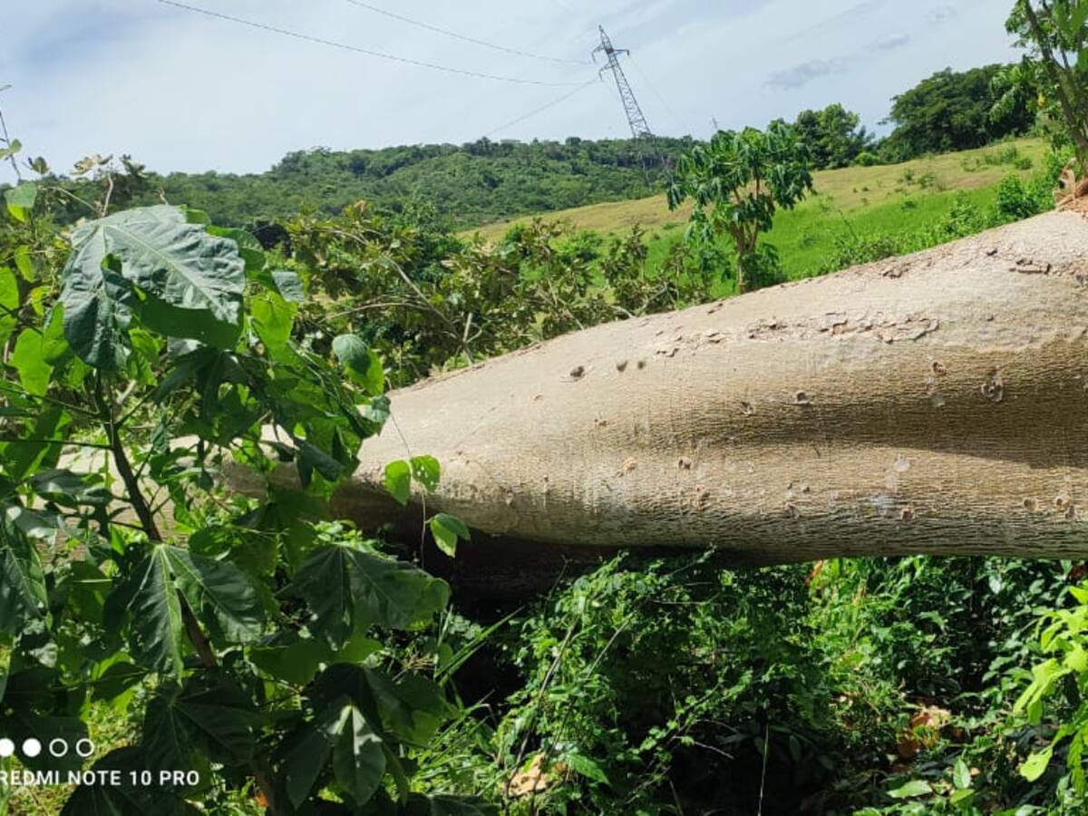 Error en tala de árbol dejó sin energía eléctrica a seis municipios de Bolívar
