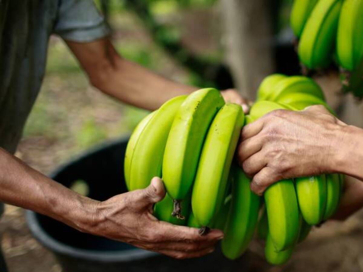 Misión UE visitará proyecto para reactivar economía campesina en Colombia