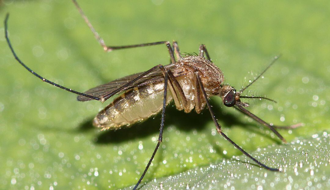 Con barridos buscan erradicar el mosquito transmisor del dengue
