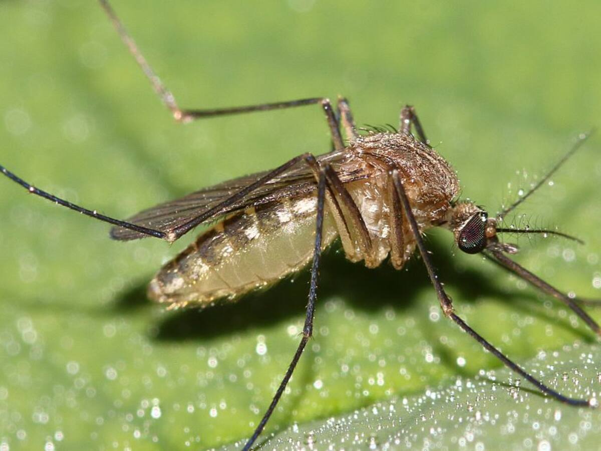 Con barridos buscan erradicar el mosquito transmisor del dengue