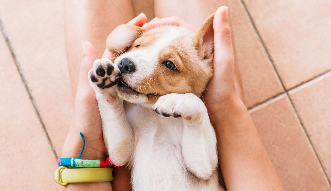 Dueños abandonaron perro porque pensaban que era gay