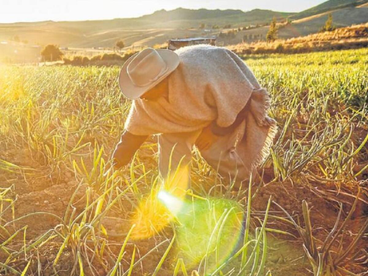 Campesinos piden apoyo al Gobierno Nacional