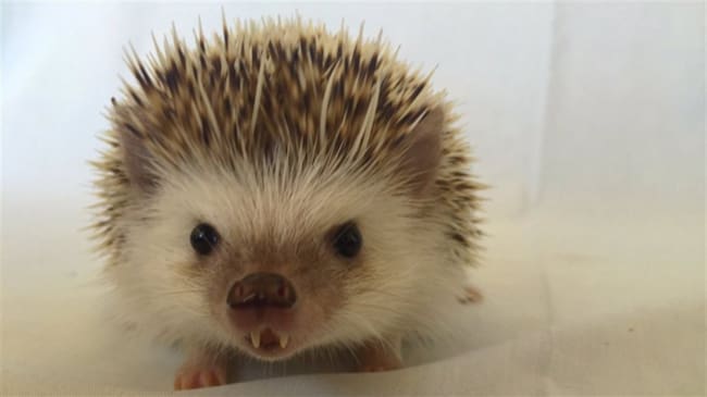 Huff, el puercoespín 'vampiro'. Foto: en Twitter: @huffthehedgehog