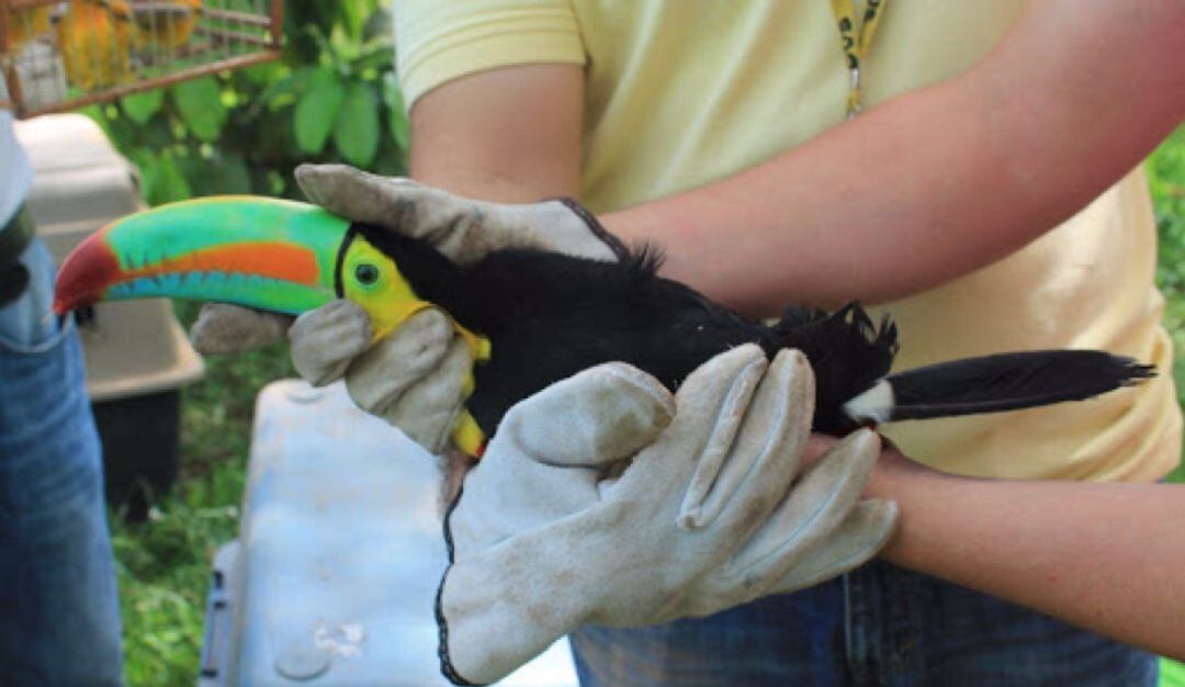 Anualmente más de 2.500 animales son rehabilitados.