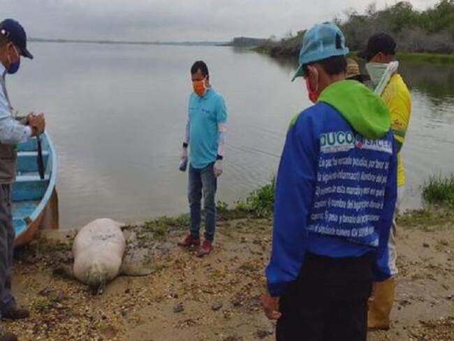 Ambientalistas bajo amenaza por investigar muerte de manatíes