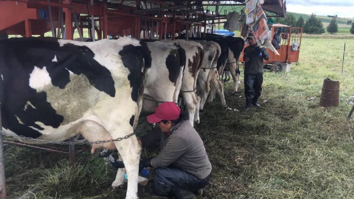Productores de leche en San Miguel de Sema afectados por el fenómeno de El Niño