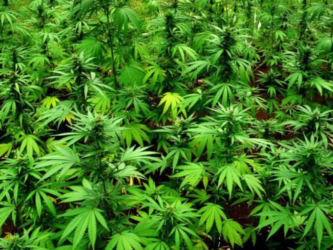 En Neiva se construirá planta para el proceso de Cannabis