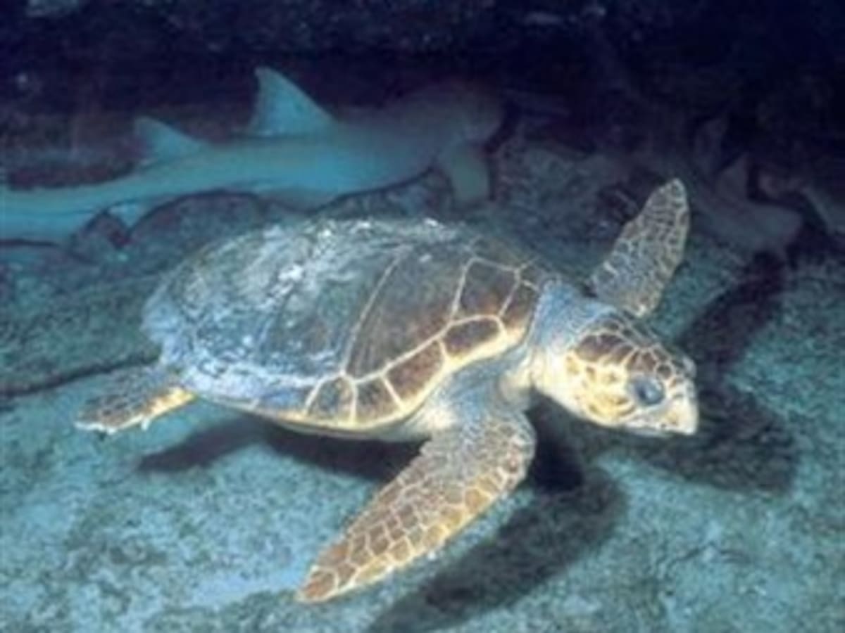 México reproduce 145.000 tortugas lora, especie en peligro de extinción