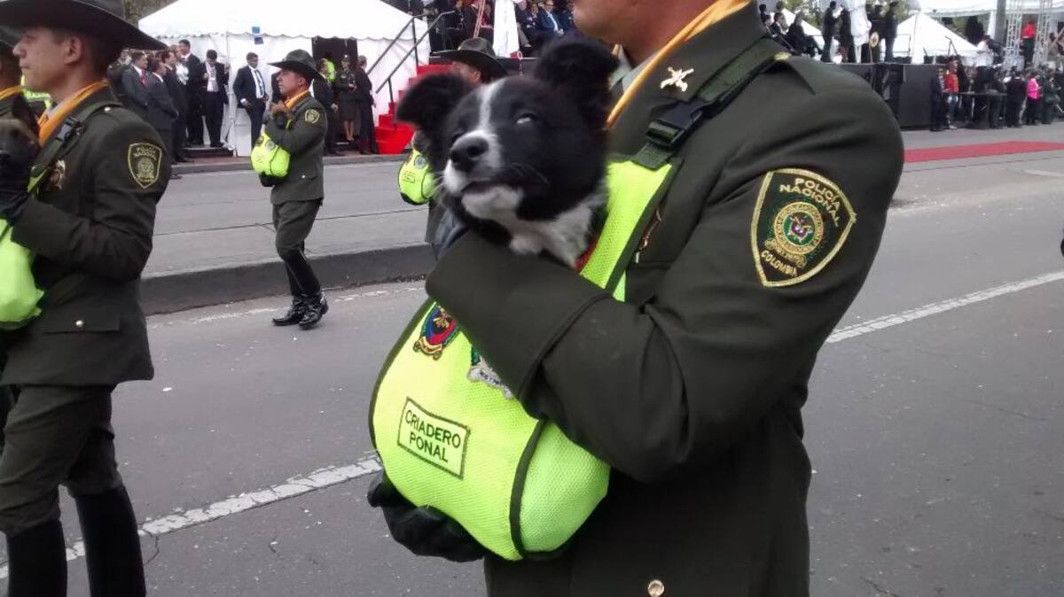 Miles de personas en todo el país se movilizan para observar los desfiles del 20 de julio.