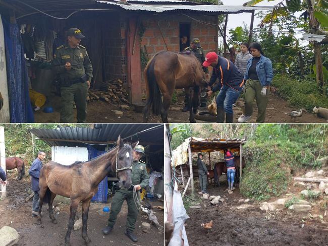 Las yeguas estaban heridas por posibles excesos en trabajos de carga. Fotos: Alcaldía de Pensilvania, Caldas.