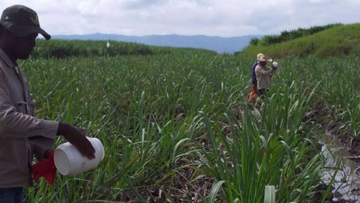 Sector azucarero pide al Gobierno y Fiscalía que intervengan en el Cauca